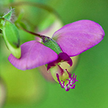 Polygala sphenoptera